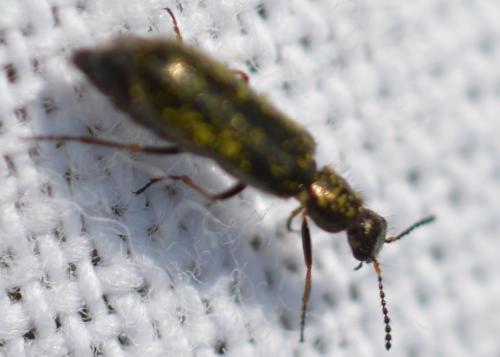 Dasytes sp.